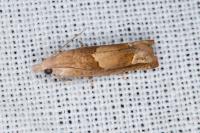 Eucosma conterminana