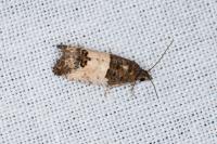 Spilonota ocellana