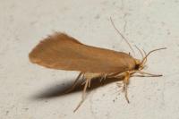 Crassa unitella