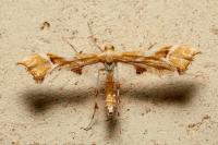 Cnaemidophorus rhododactylus