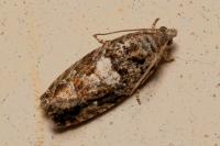Eudemis profundana