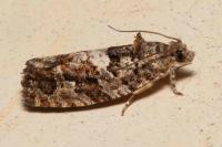 Eudemis profundana