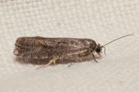Zeiraphera griseana