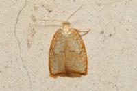 Acleris forsskaleana