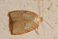 Acleris forsskaleana