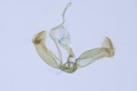 Grapholita janthinana