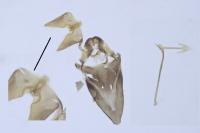 Nemophora minimella