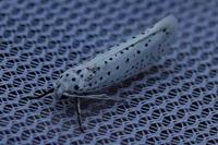 Yponomeuta evonymella