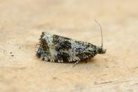 Celypha lacunana