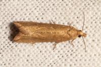 Bactra