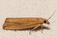 Bactra