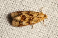 Aethes williana/margarotana