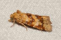 Aethes williana/margarotana