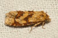 Aethes williana/margarotana