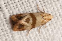 Phalonidia contractana
