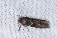 Blastobasis glandulella