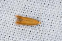 Tischeria
