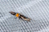 Cosmopterix orichalcea