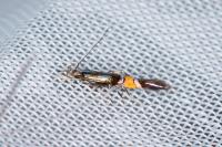 Cosmopterix orichalcea