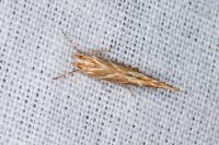 Pyroderces argyrogrammos