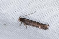 Aroga velocella