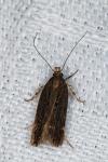 Aroga velocella