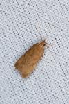 Helcystogramma lutatella