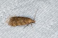 Pseudotelphusa paripunctella