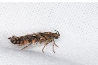 Teleiopsis diffinis