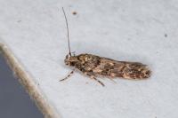 Teleiopsis diffinis