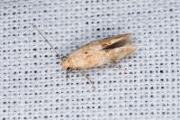 Mompha epilobiella