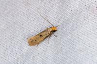 Tinea trinotella