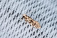 Infurcitinea