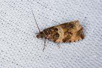 Celypha cespitana