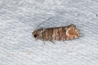 Clavigesta sylvestrana