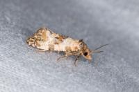 Neocochylis molliculana