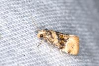 Cochylis nana