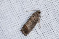 Cydia pomonella