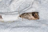Cydia splendana