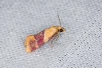 Diceratura ostrinana