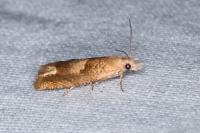 Eucosma conterminana