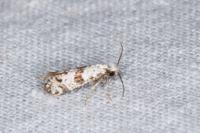 Scythropia crataegella
