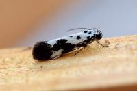 Ethmia quadrillella