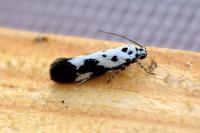 Ethmia quadrillella