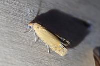 Lathronympha strigana