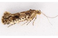 Acrolepia autumnitella