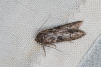 Blastobasis glandulella