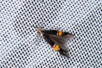 Cosmopterix orichalcea