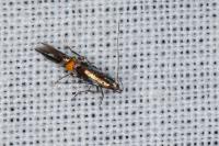 Cosmopterix orichalcea
