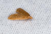 Helcystogramma rufescens